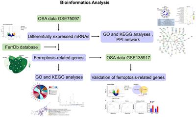 Ferroptosis-related genes are considered as potential targets for CPAP treatment of obstructive sleep apnea
